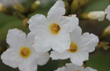 La flor nativa de Tamaulipas conocida como el olivo mexicano y que tiene usos medicinales