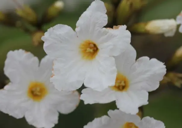 La flor nativa de Tamaulipas conocida como el olivo mexicano y que tiene usos medicinales