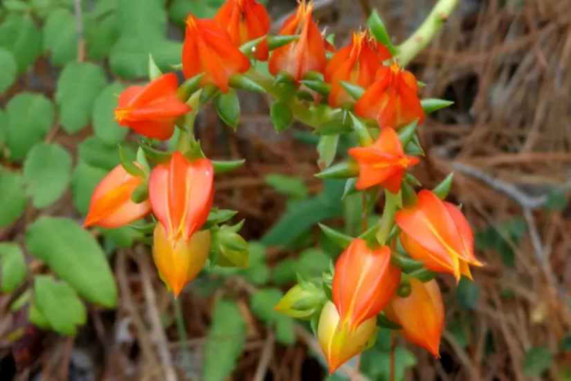 Echeveria tamaulipana. Foto: iNaturalist