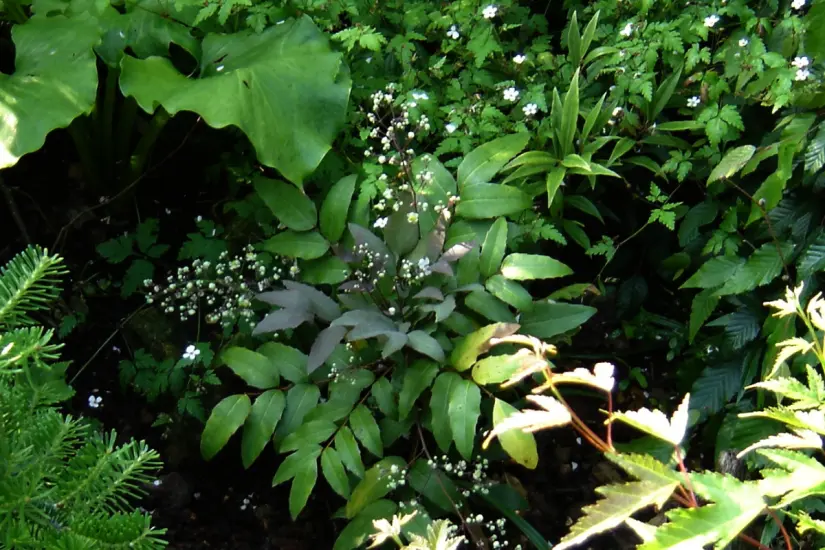 Berberis pallida. Foto: Wikipedia