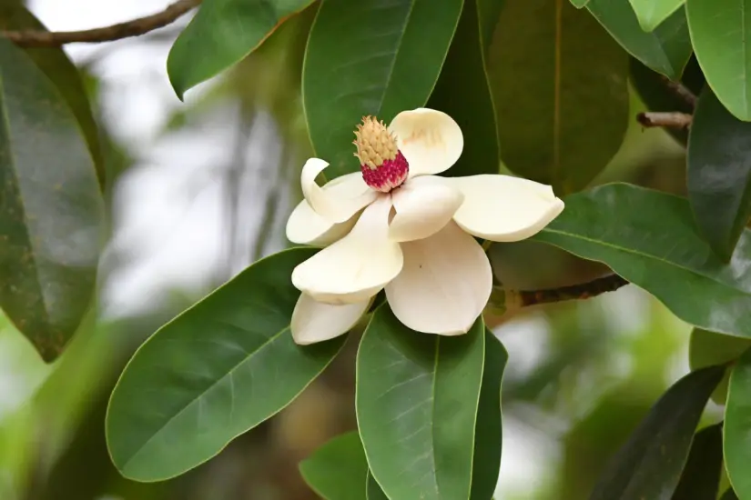 Magnolia tamaulipana. Foto: iNaturalist