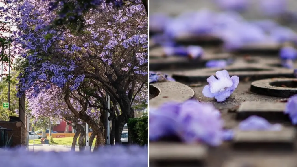 ¿Dónde ver las jacarandas en Tijuana durante su temporada de floración?