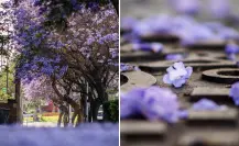 ¿Dónde ver las jacarandas en Tijuana durante su temporada de floración?