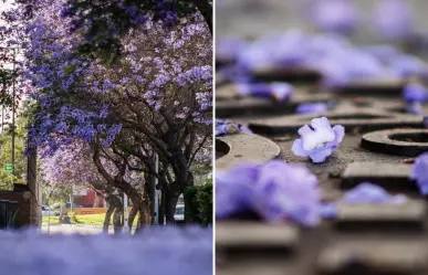 ¿Dónde ver las jacarandas en Tijuana durante su temporada de floración?