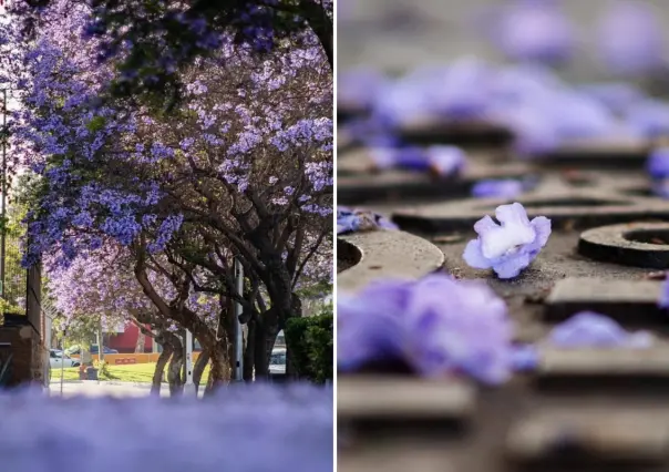 ¿Dónde ver las jacarandas en Tijuana durante su temporada de floración?