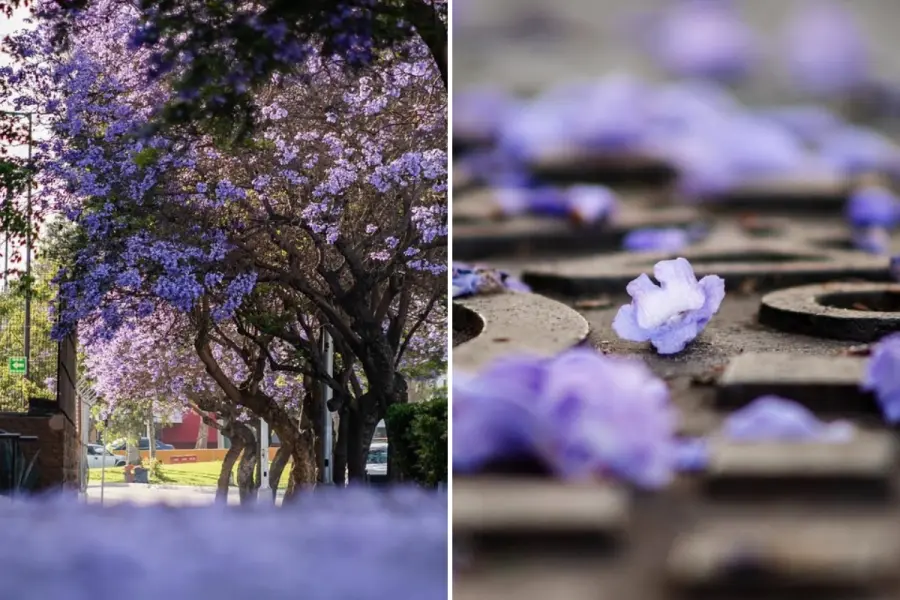 ¿Dónde ver las jacarandas en Tijuana durante su temporada de floración?