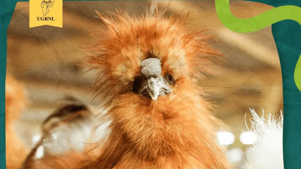 ¿Fin de semana de gallos? Expo Feria Guadalupe 2025 alista eventos con aves