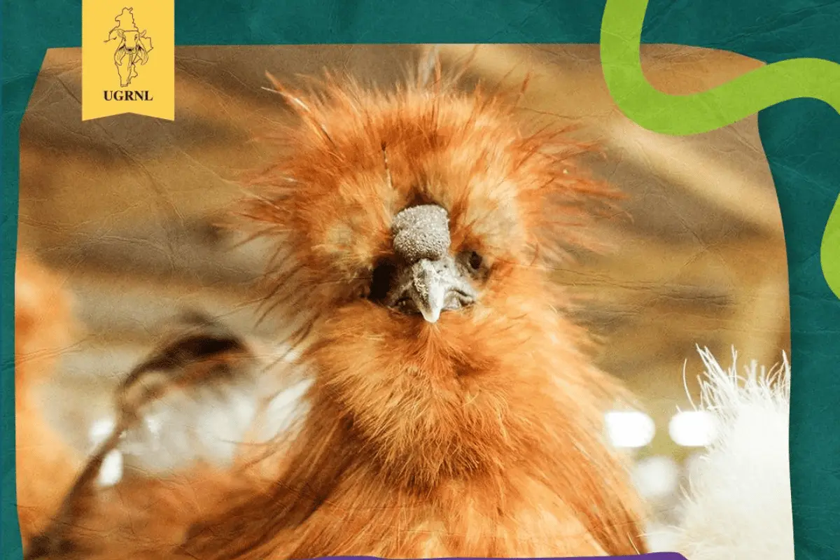 Si asistes, podrás conocer especies poco comunes, algunas con plumajes exóticos y cuidados muy específicos. Foto: Canva/EFG.