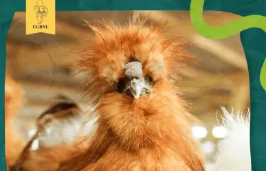¿Fin de semana de gallos? Expo Feria Guadalupe 2025 alista eventos con aves