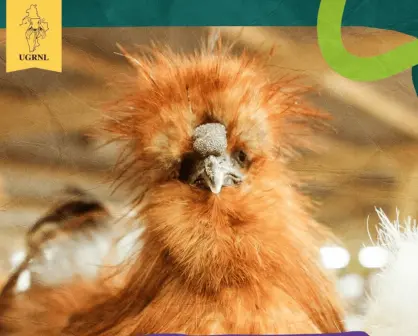¿Fin de semana de gallos? Expo Feria Guadalupe 2025 alista eventos con aves