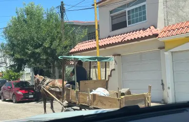 Los caballos de carga representan una forma de maltrato animal 