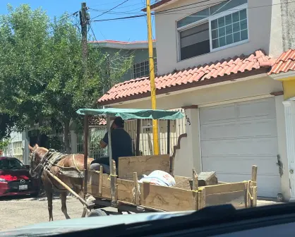 Los caballos de carga representan una forma de maltrato animal