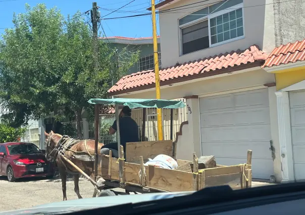 Los caballos de carga representan una forma de maltrato animal 