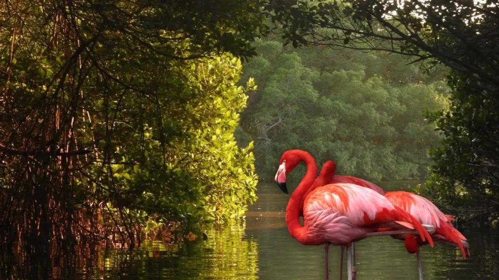 El proyecto ecoturístico en Dzinintún con ´guardianes´ para preservar los manglares