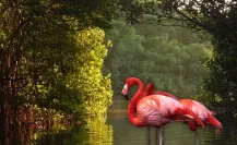 El proyecto ecoturístico en Dzinintún con ‘guardianes’ para preservar los manglares