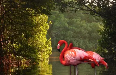 El proyecto ecoturístico en Dzinintún con ´guardianes´ para preservar los manglares