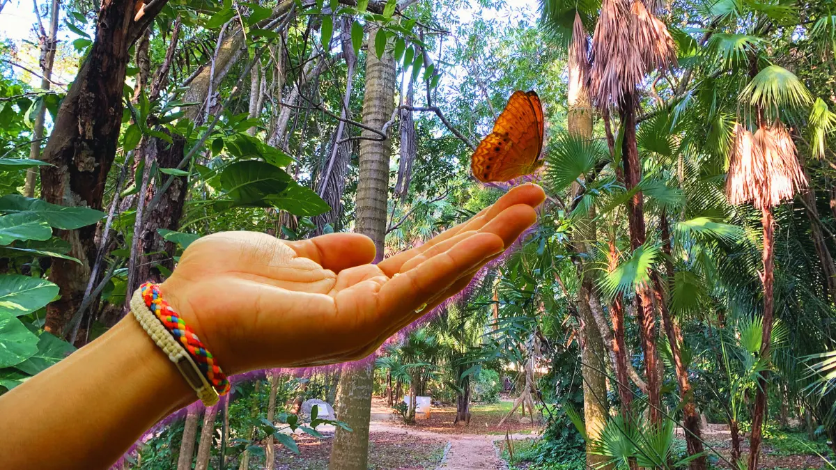 En Yucatán, existen oasis y refugios para ver diferentes tipos de mariposas de cerca Foto: Canva/Universiweb