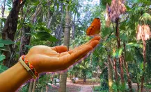 3 destinos de Yucatán para ver mariposas, entre jardines y naturaleza maya