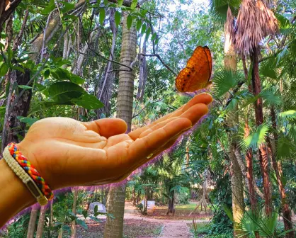 3 destinos de Yucatán para ver mariposas, entre jardines y naturaleza maya