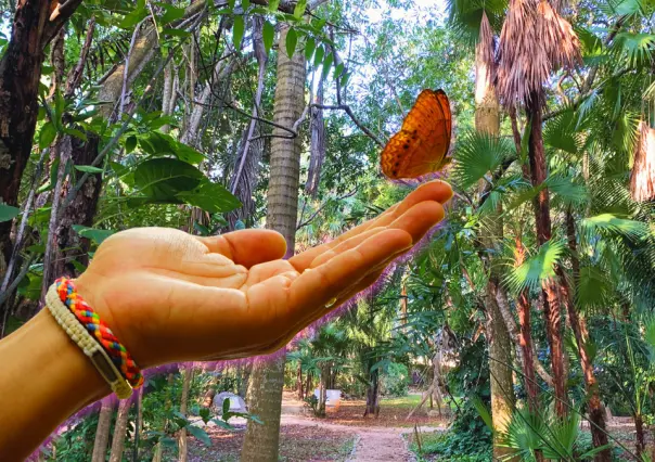3 destinos de Yucatán para ver mariposas, entre jardines y naturaleza maya