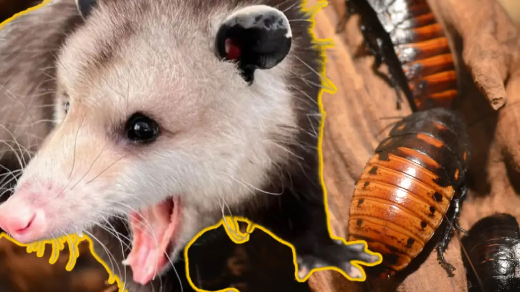 Este marsupial que vive en Yucatán ayuda a controlar las plagas de insectos