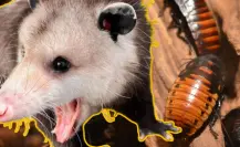 Este marsupial que vive en Yucatán ayuda a controlar las plagas de insectos