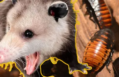 Este marsupial que vive en Yucatán ayuda a controlar las plagas de insectos