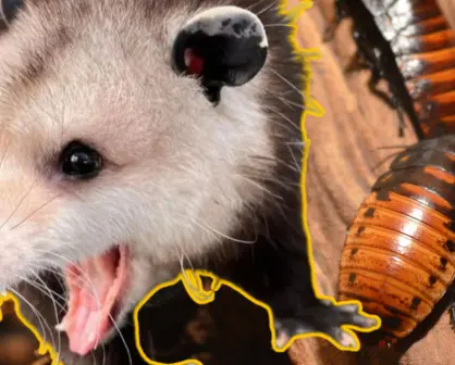 Este marsupial que vive en Yucatán ayuda a controlar las plagas de insectos