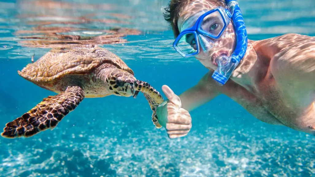 Esta es la playa perfecta de Quintana Roo para nadar con tortugas marinas