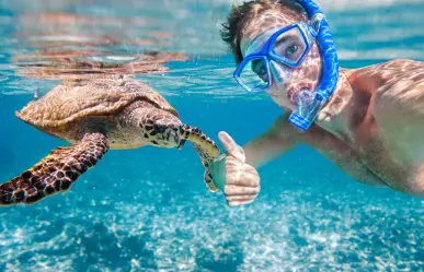 Esta es la playa perfecta de Quintana Roo para nadar con tortugas marinas