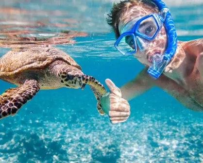 Esta es la playa perfecta de Quintana Roo para nadar con tortugas marinas