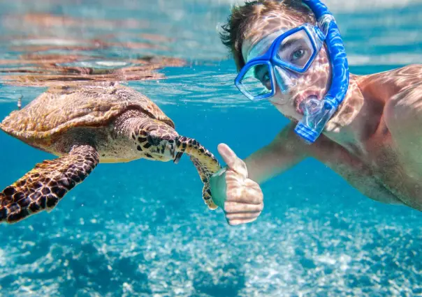 Esta es la playa perfecta de Quintana Roo para nadar con tortugas marinas