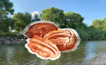 Río de Durango que riega a una importante zona de nogales
