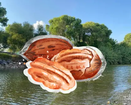 Río de Durango que riega a una importante zona de nogales
