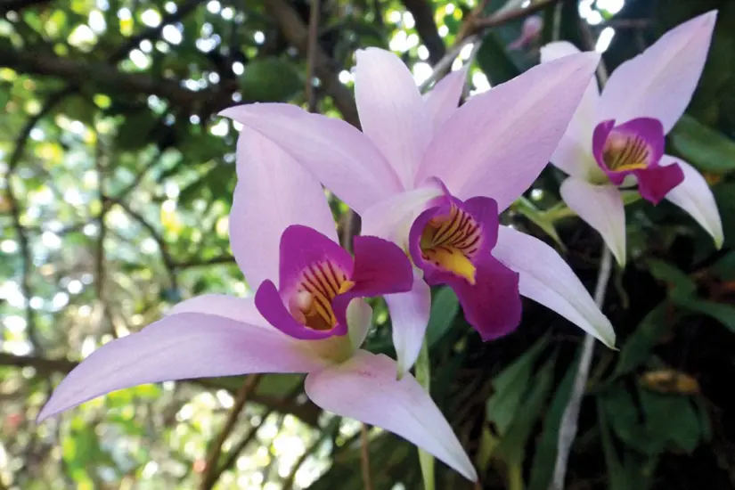 Orquídea silvestre del género Cyrtandra tamaulipana. Foto: Carlos García
