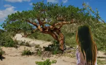 El peculiar árbol nativo de Baja California Sur que resiste el calor extremo del desierto