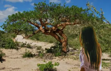 El peculiar árbol nativo de Baja California Sur que resiste el calor extremo del desierto