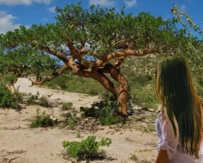 El peculiar árbol nativo de Baja California Sur que resiste el calor extremo del desierto