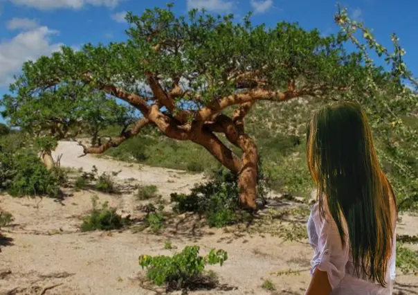 El peculiar árbol nativo de Baja California Sur que resiste el calor extremo del desierto