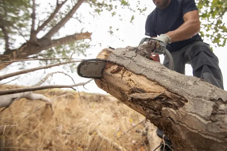 El Congreso mexiquense refuerza la protección de los bosques con penas severas. Imagen: Freepik