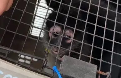 Guardia Forestal rescata a monos araña en operativo en Nuevo León