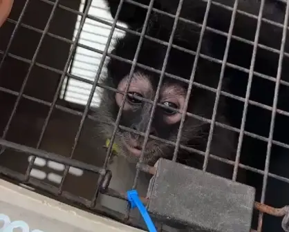 Guardia Forestal rescata a monos araña en operativo en Nuevo León