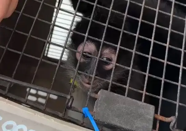 Guardia Forestal rescata a monos araña en operativo en Nuevo León