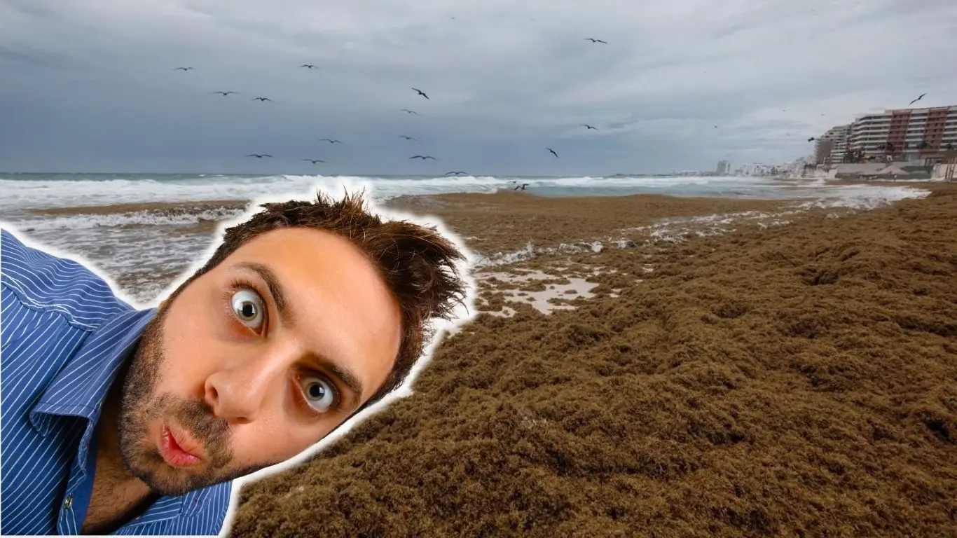 ¿Qué es el sargazo y por qué aparece en las playas?. Foto: Esmaragdo Camaz