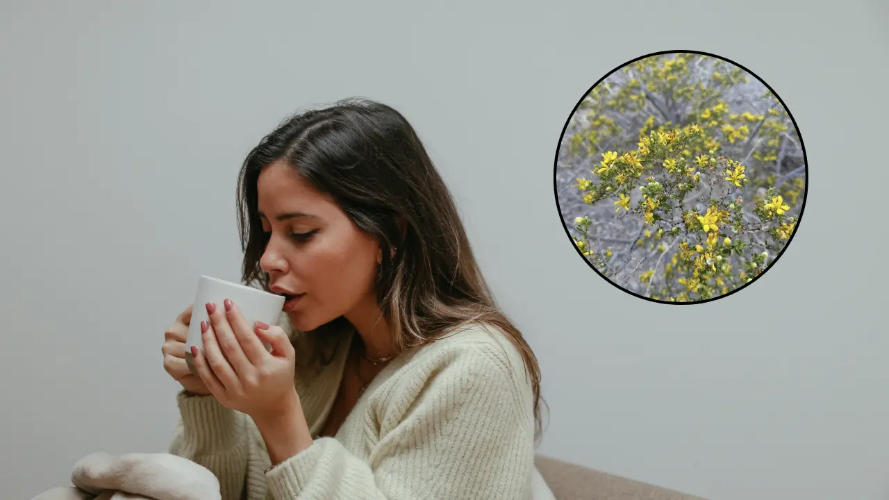 Una planta nativa de Durango es utilizada con fines medicinales. Foto: Canva.