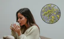 La planta nativa de Durango que se usa para combatir cálculos biliares, ¿realmente funciona?
