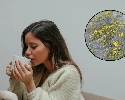 La planta nativa de Durango que se usa para combatir cálculos biliares, ¿realmente funciona?