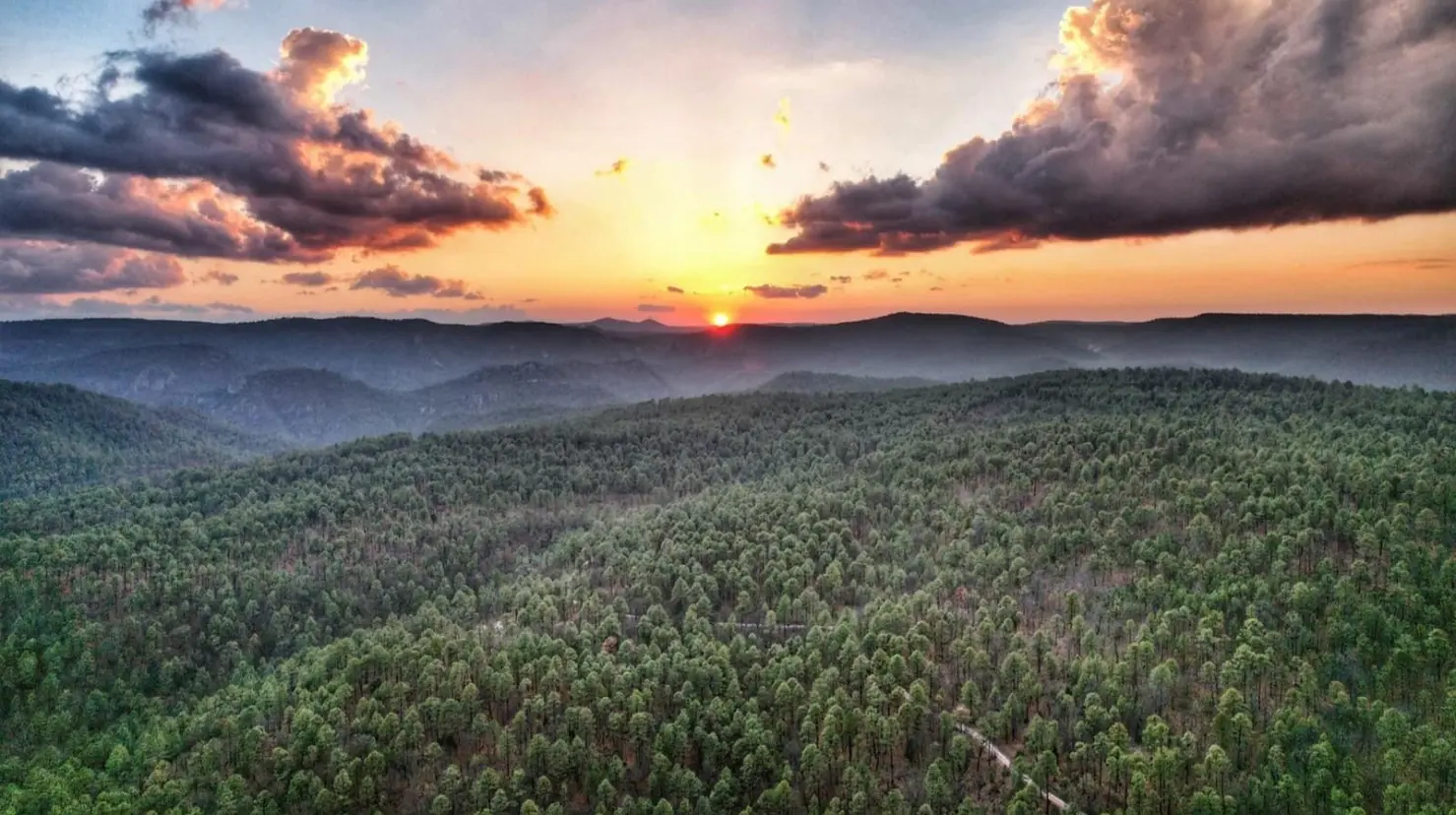 El bosque de Durango alberga el grupo de especies vegetales más amplio de Durango. Foto: Molinillos Mountain Resort