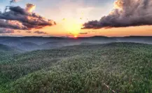 El bosque de Durango y sus 5 árboles más comunes, ¿identificas alguno?