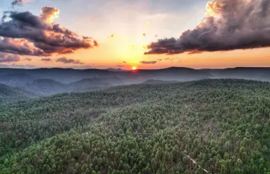 El bosque de Durango y sus 5 árboles más comunes, ¿identificas alguno?